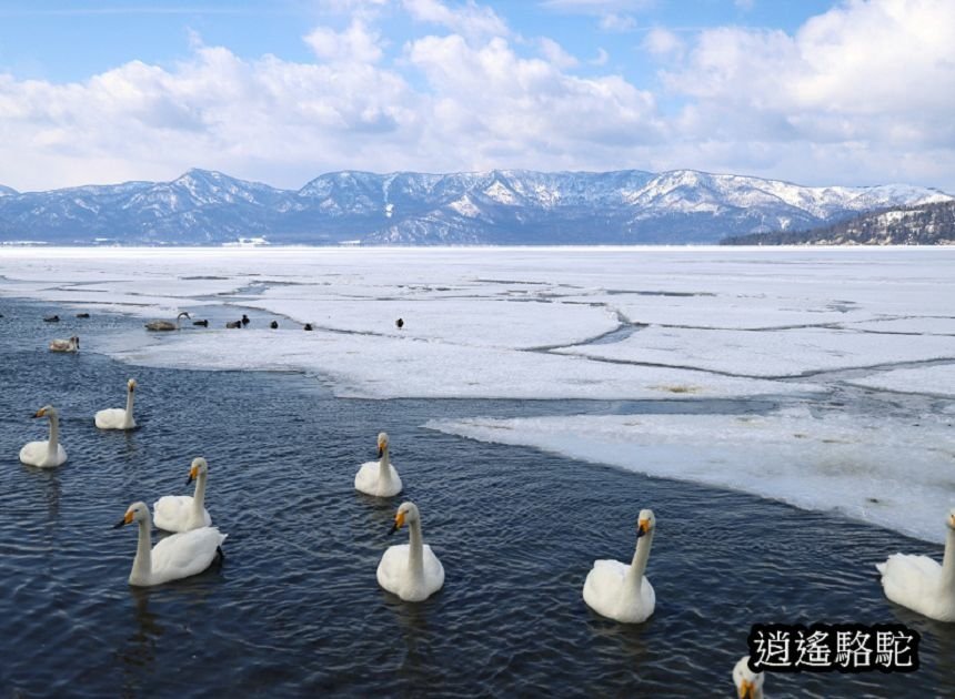 屈斜路湖砂湯-日本駱駝