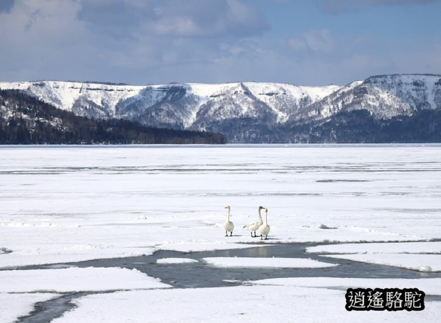 屈斜路湖砂湯-日本駱駝