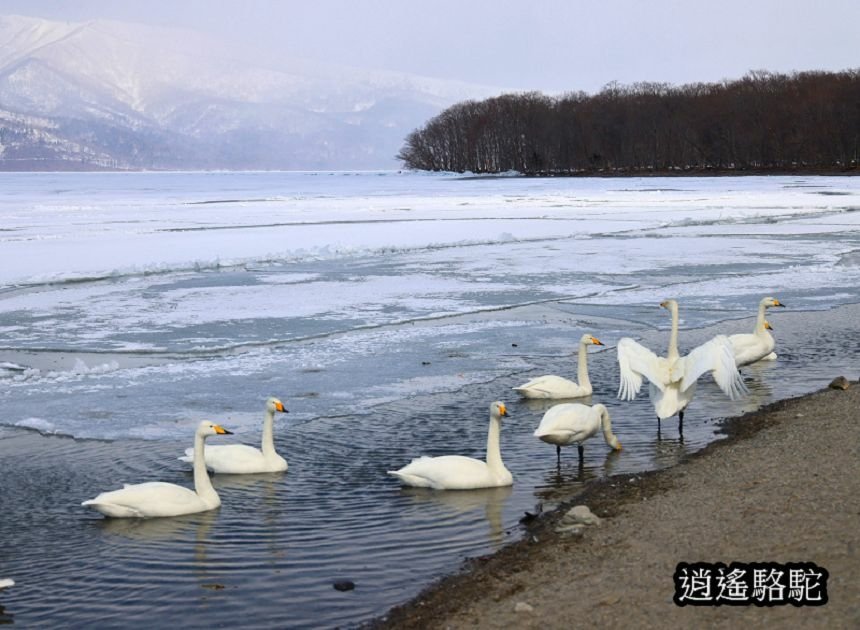 屈斜路湖砂湯-日本駱駝