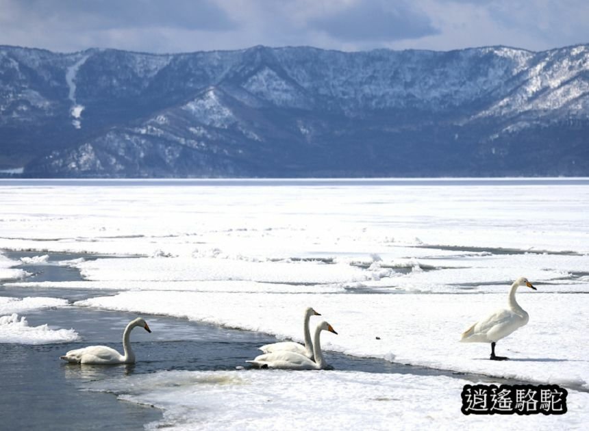 屈斜路湖砂湯-日本駱駝