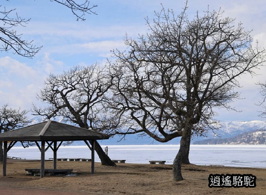 屈斜路湖砂湯-日本駱駝