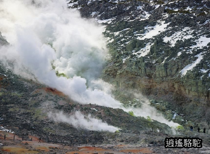 硫黃山-日本駱駝