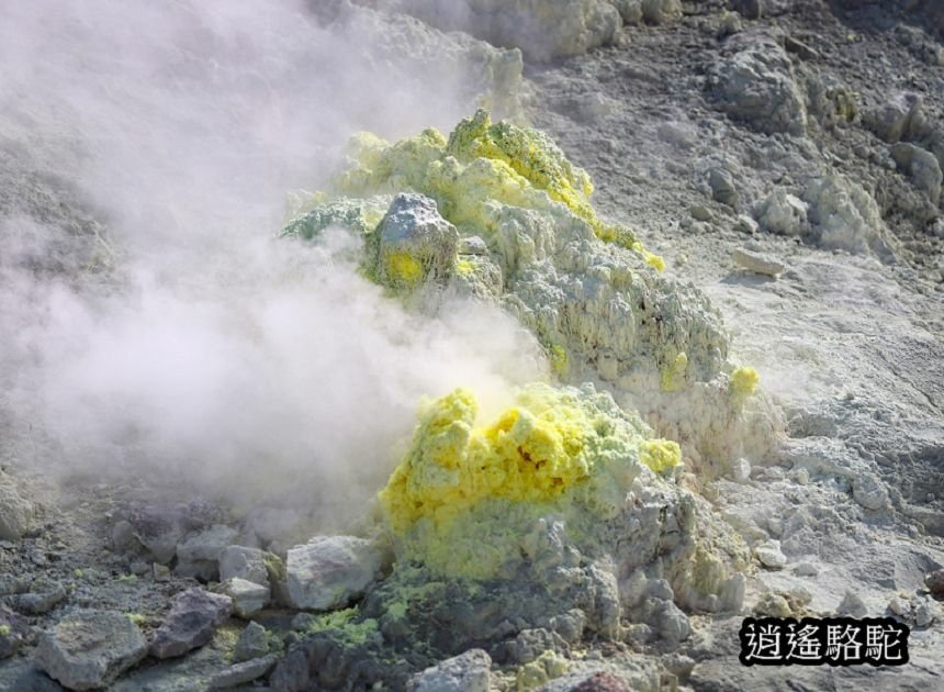 硫黃山-日本駱駝