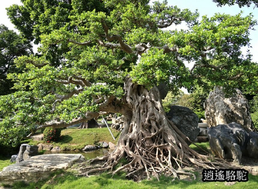 萬景藝苑-彰化駱駝