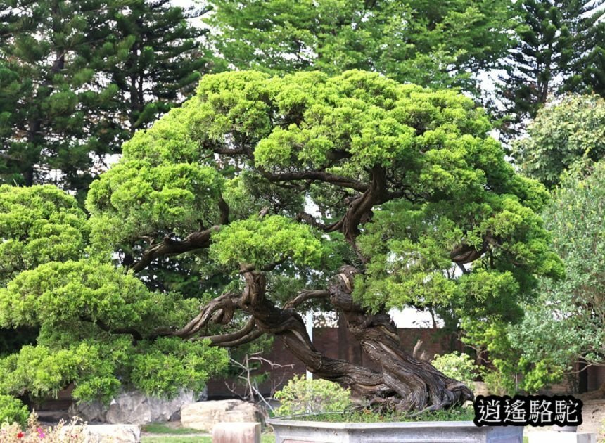 萬景藝苑-彰化駱駝