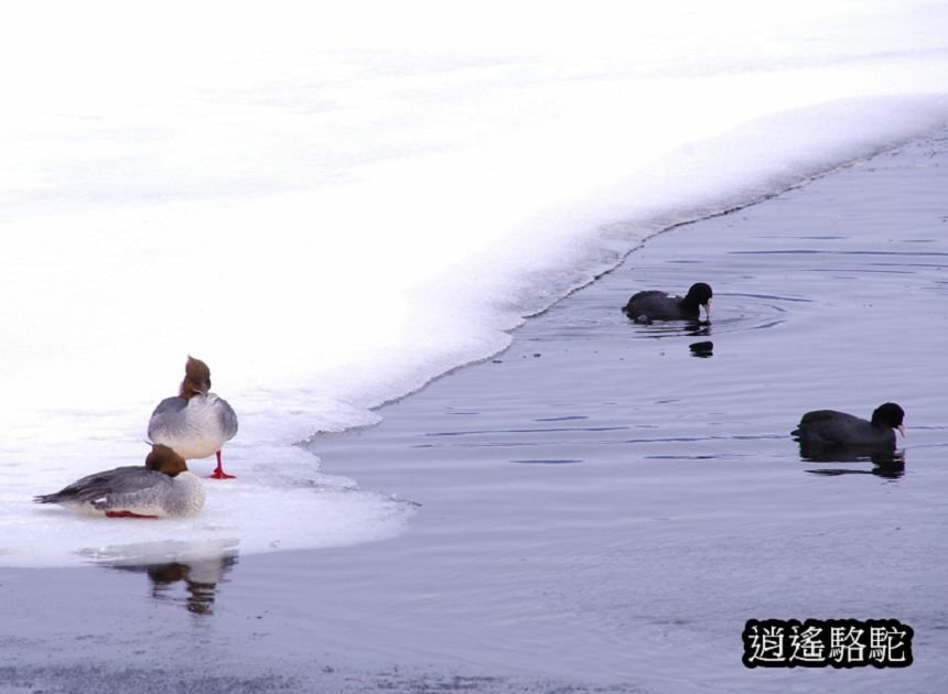 阿寒湖冰釣-日本駱駝