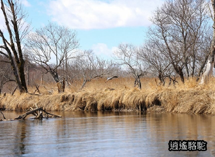 北海道道東12天自由行-日本駱駝