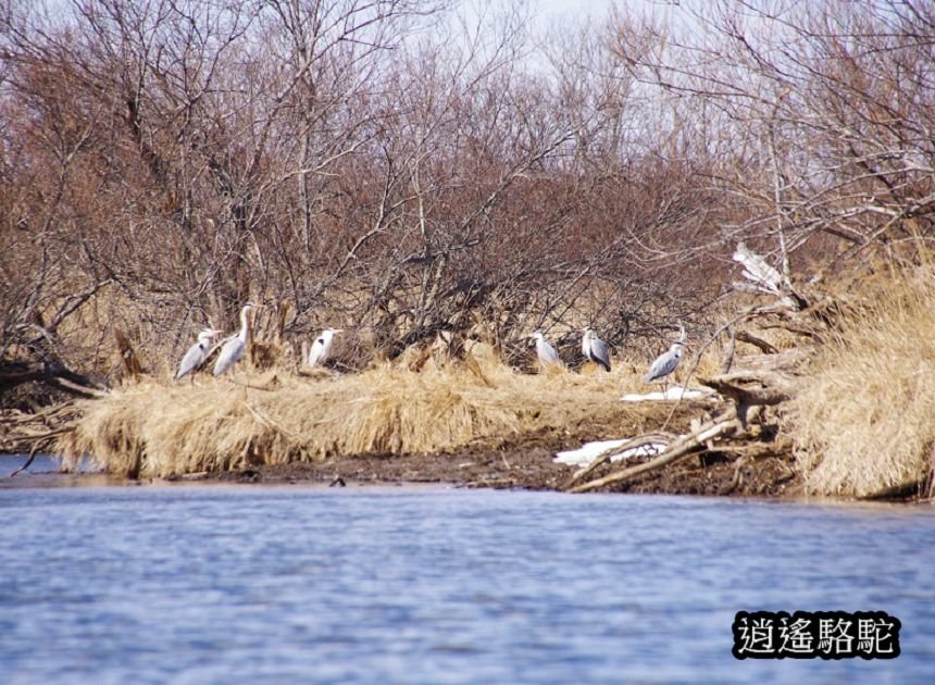 釧路沼澤冬季獨木舟(一)-日本駱駝