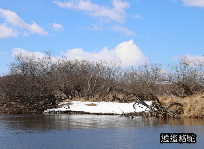 釧路沼澤冬季獨木舟(二)-日本駱駝