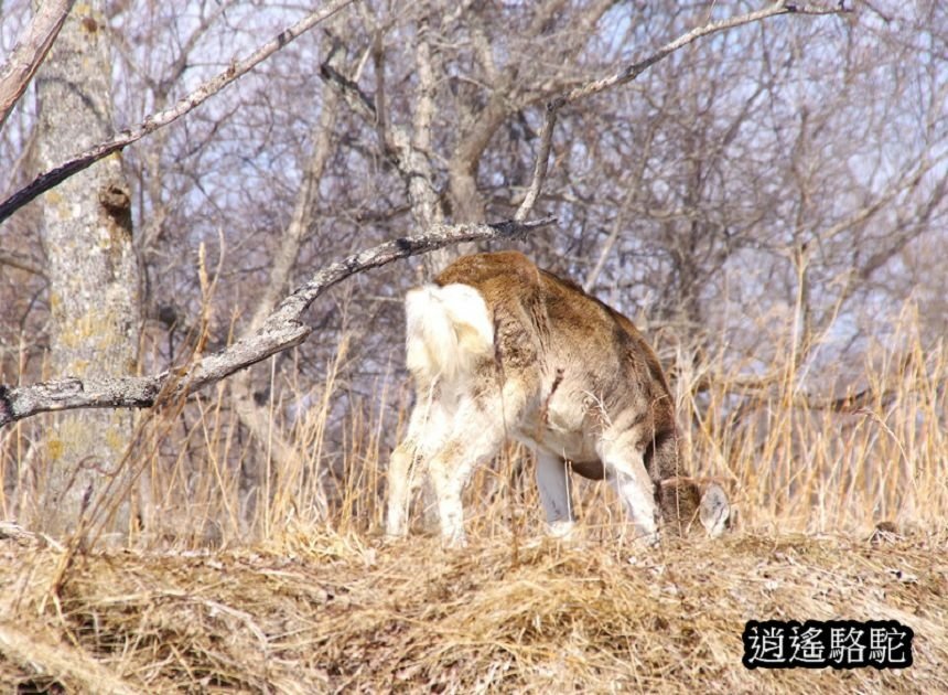 釧路沼澤冬季獨木舟(二)-日本駱駝