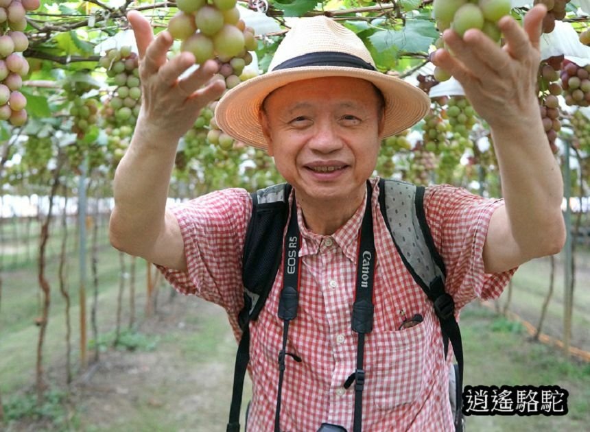 葡萄隧道寫真-彰化駱駝