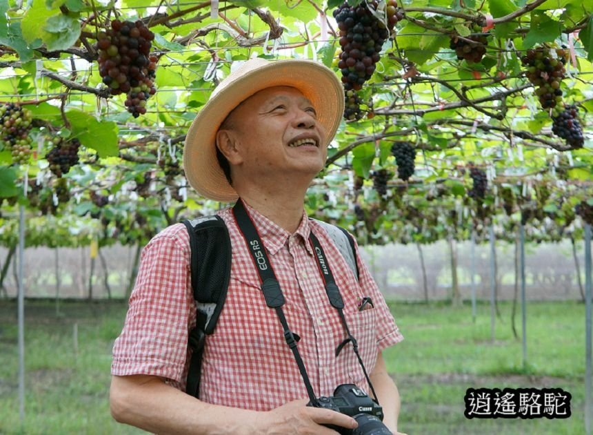 葡萄隧道寫真-彰化駱駝