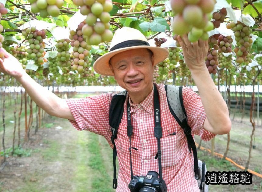 葡萄隧道寫真-彰化駱駝