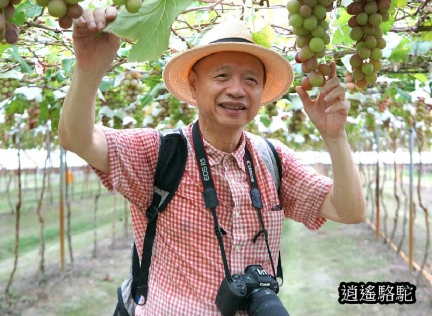 葡萄隧道寫真-彰化駱駝