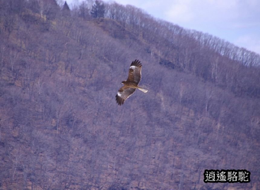 塘路湖生態博物館中心-日本駱駝