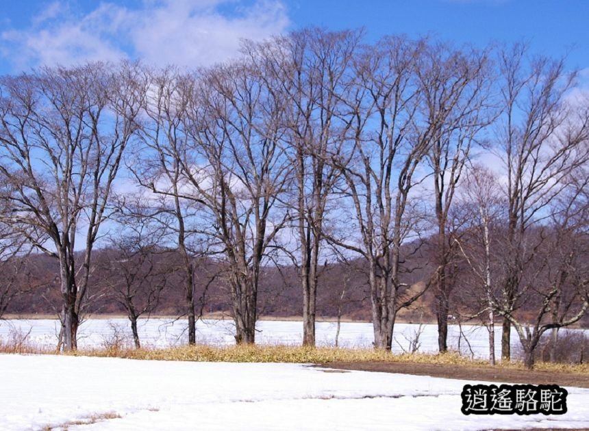 塘路湖生態博物館中心-日本駱駝