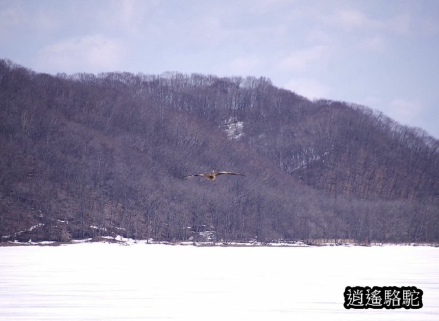 塘路湖生態博物館中心-日本駱駝