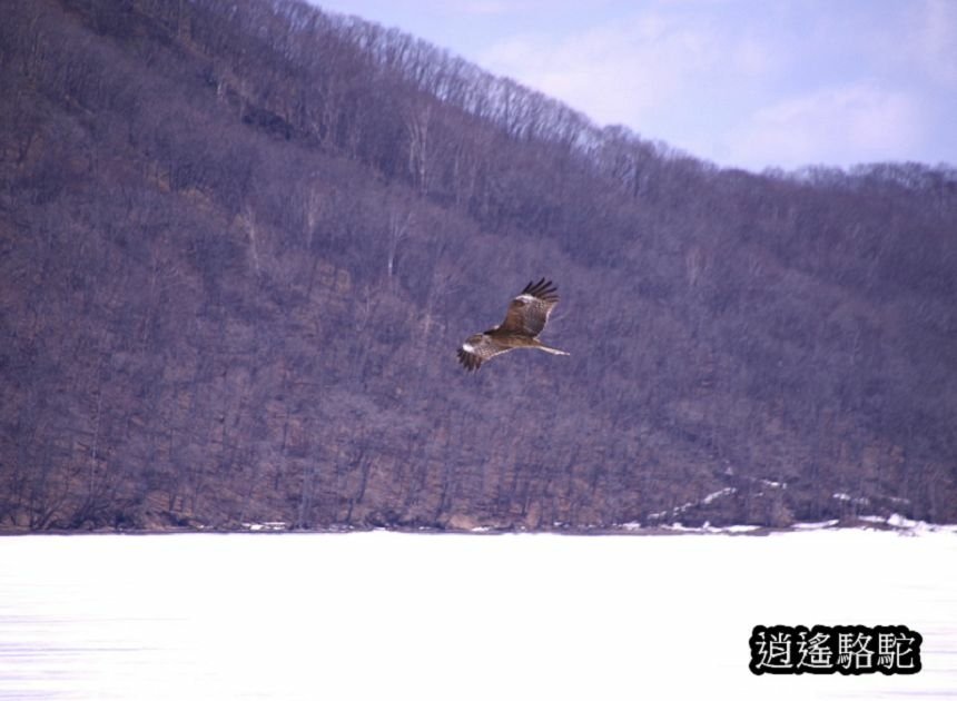 塘路湖生態博物館中心-日本駱駝