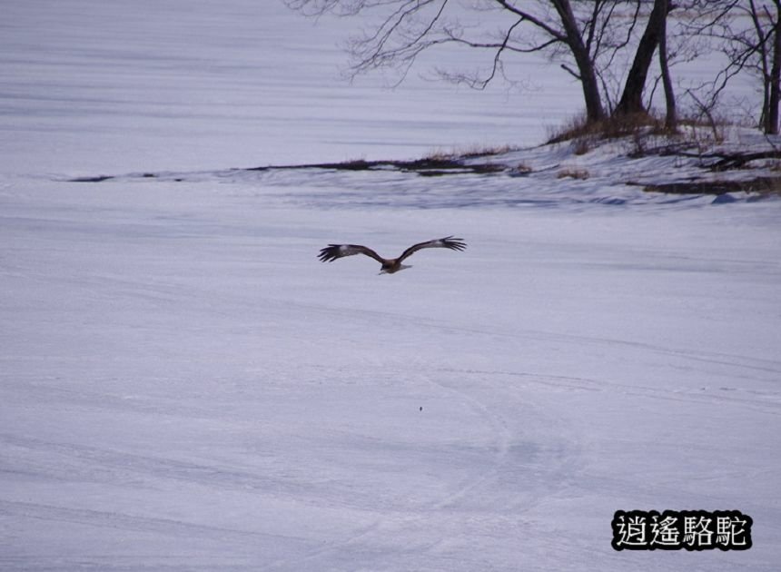 塘路湖生態博物館中心-日本駱駝