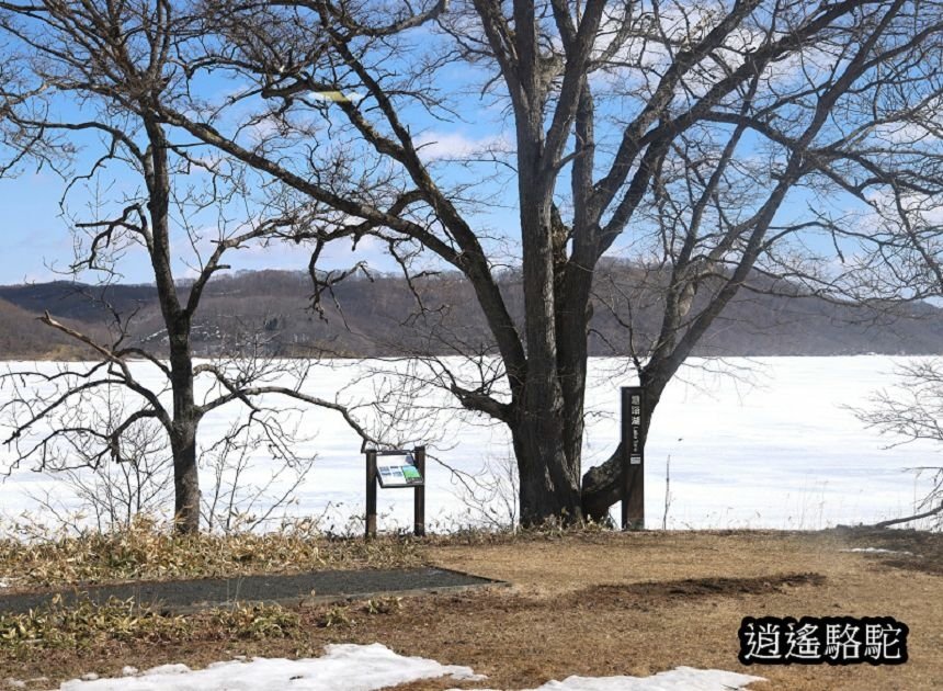 塘路湖生態博物館中心-日本駱駝