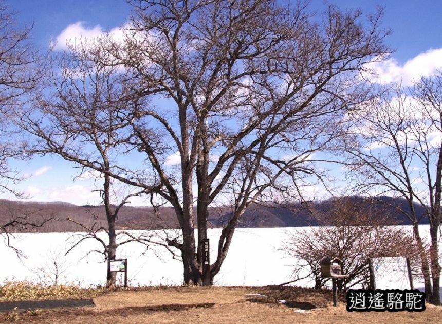 塘路湖生態博物館中心-日本駱駝