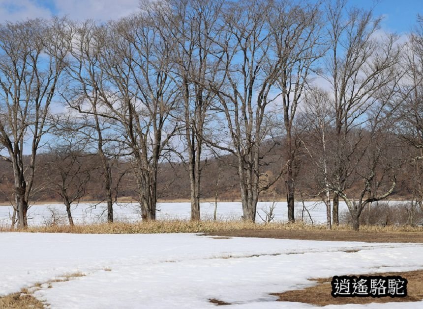 塘路湖生態博物館中心-日本駱駝