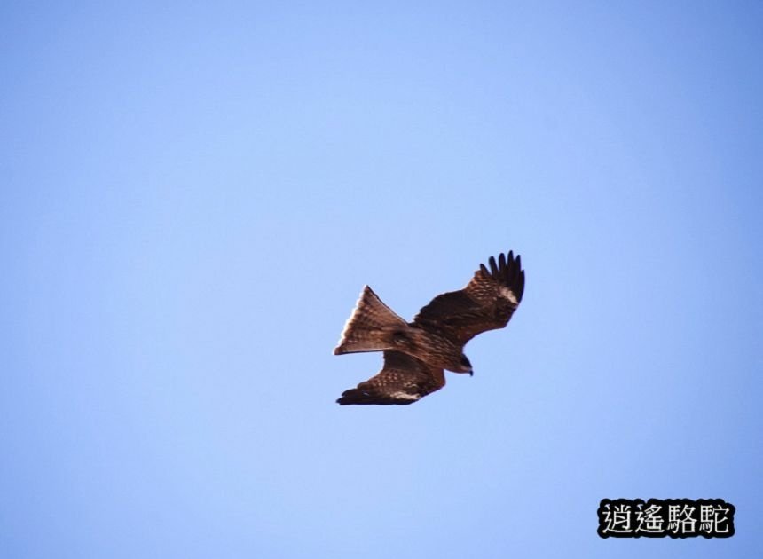 在ポントー賞鷹尋鹿-日本駱駝