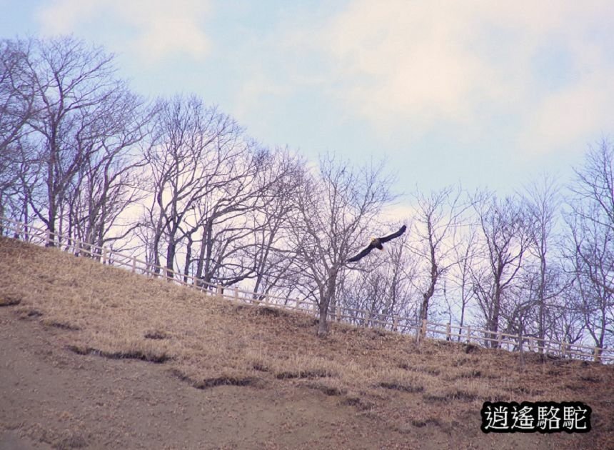 在ポントー賞鷹尋鹿-日本駱駝