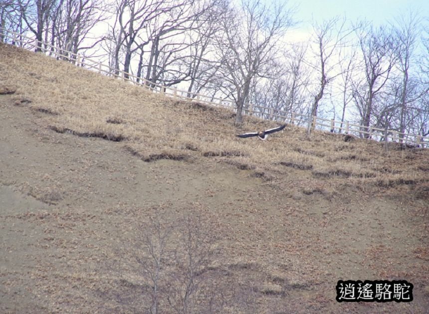 在ポントー賞鷹尋鹿-日本駱駝