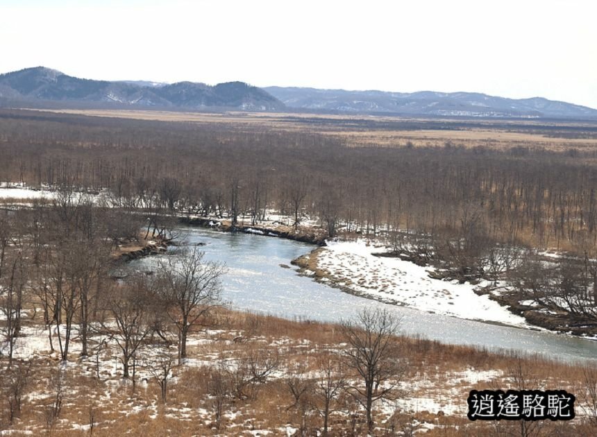 在ポントー賞鷹尋鹿-日本駱駝