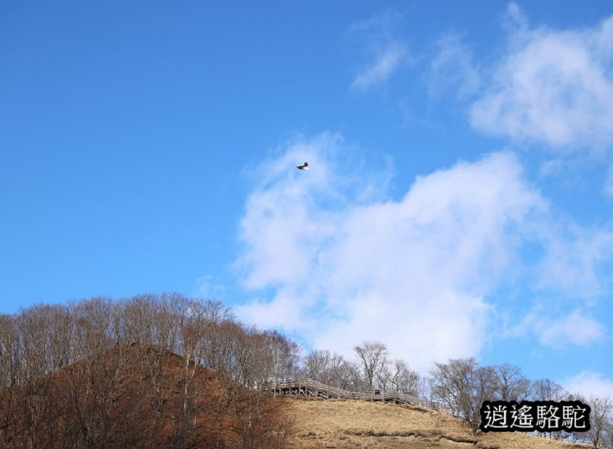 在ポントー賞鷹尋鹿-日本駱駝