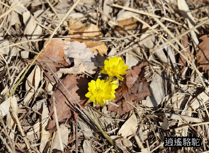 在ポントー賞鷹尋鹿-日本駱駝