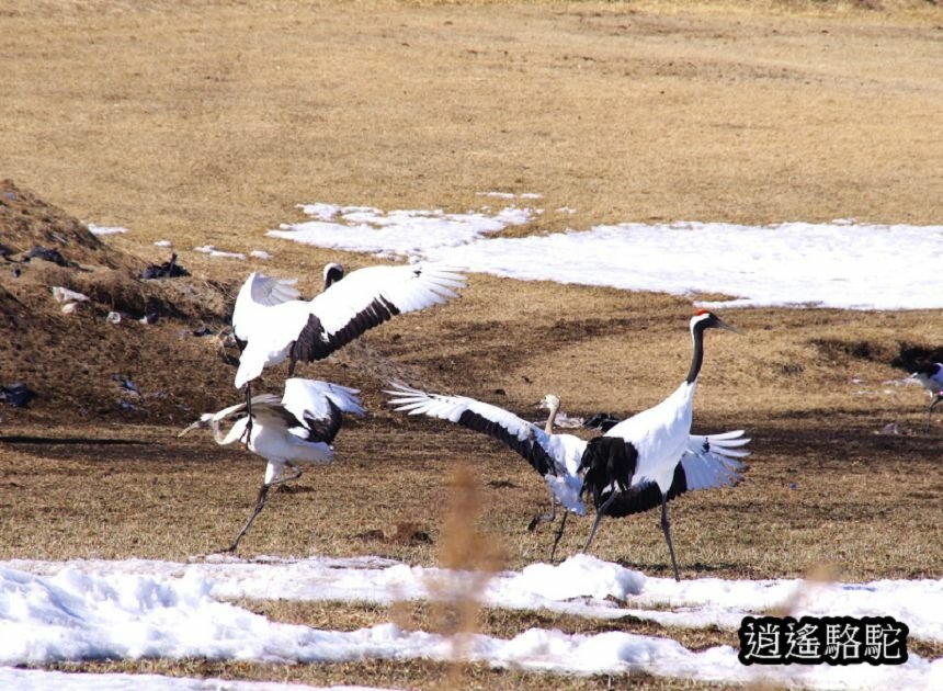 北海道道東12天自由行-日本駱駝