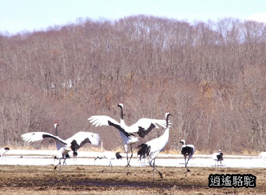 鶴居村-日本駱駝