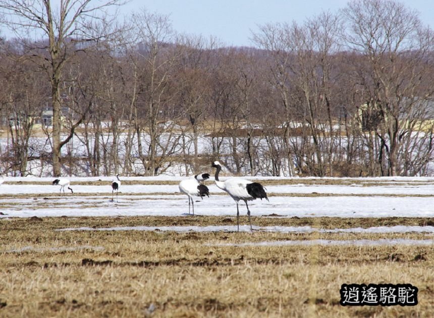 鶴居村-日本駱駝