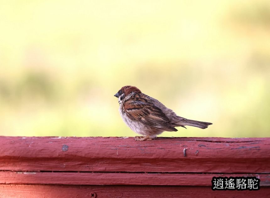 霍約扎加爾渡假村Hoyor Zagal Lodge-蒙古駱駝