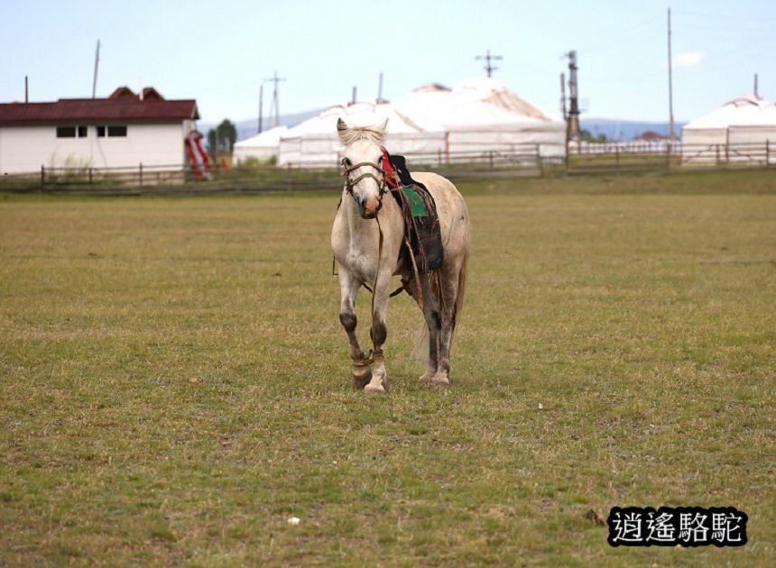 巴彥戈壁綠色草原騎馬-蒙古駱駝