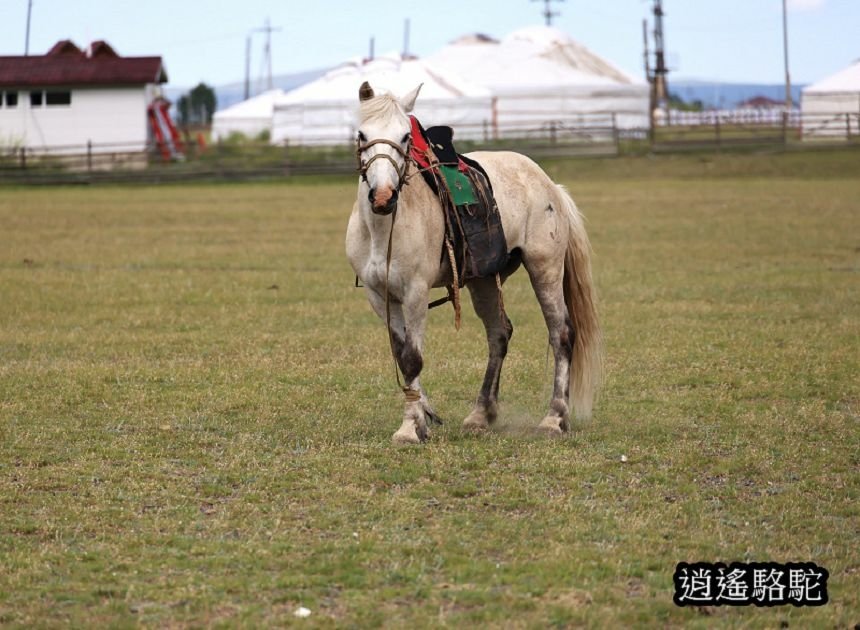 巴彥戈壁綠色草原騎馬-蒙古駱駝