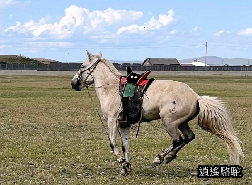 巴彥戈壁綠色草原騎馬-蒙古駱駝