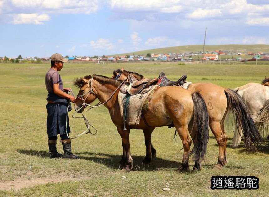 巴彥戈壁綠色草原騎馬-蒙古駱駝