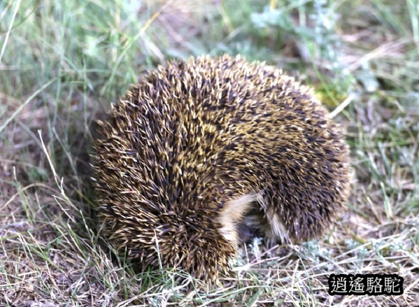 夜裡邂逅刺蝟貓Hoyor Zagal Lodge -蒙古駱駝