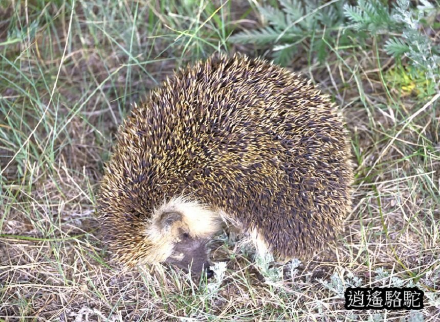 夜裡邂逅刺蝟貓Hoyor Zagal Lodge -蒙古駱駝