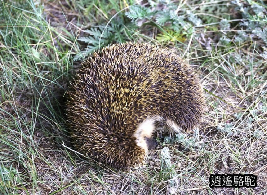 夜裡邂逅刺蝟貓Hoyor Zagal Lodge -蒙古駱駝