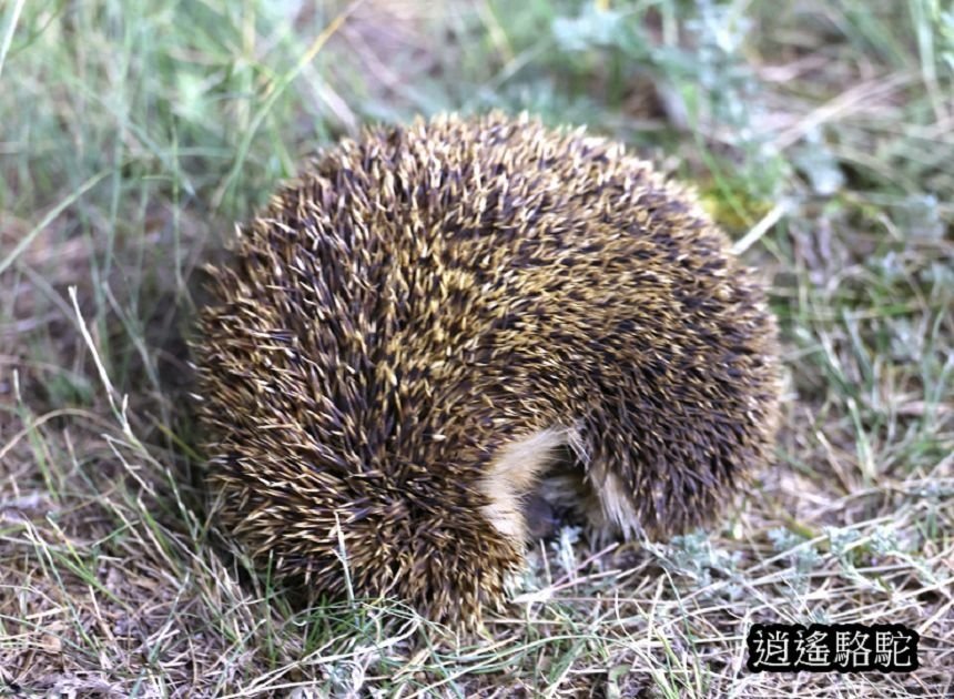 夜裡邂逅刺蝟貓Hoyor Zagal Lodge -蒙古駱駝