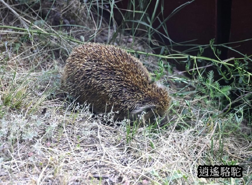 夜裡邂逅刺蝟貓Hoyor Zagal Lodge -蒙古駱駝