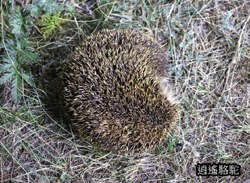 夜裡邂逅刺蝟貓Hoyor Zagal Lodge -蒙古駱駝