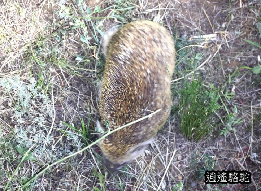 夜裡邂逅刺蝟貓Hoyor Zagal Lodge -蒙古駱駝