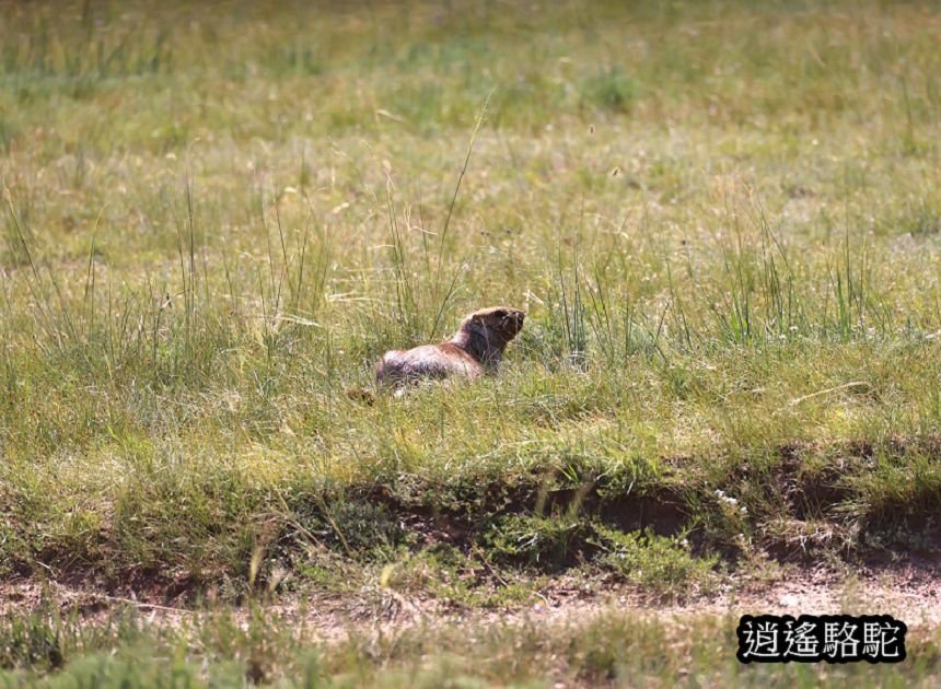 哈斯台國家公園蒙古馬的原鄉-蒙古駱駝