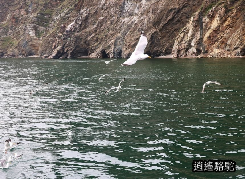 貝加爾湖遊船餵海鷗-俄羅斯駱駝