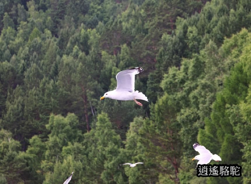 貝加爾湖遊船餵海鷗-俄羅斯駱駝